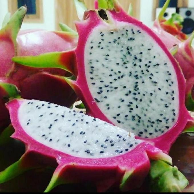 BIBIT TANAMAN BUAH NAGA PUTIH SUPER FRESS