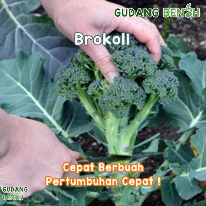 

Bibit Tanaman Sayuran Brokoli California Isi 400 Benih Berkualitas