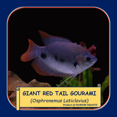 IKAN HIAS AIR TAWAR - GURAME SABAH / GIANT RED TAIL GOURAMI (IKAN TANKMATE PREDATOR)