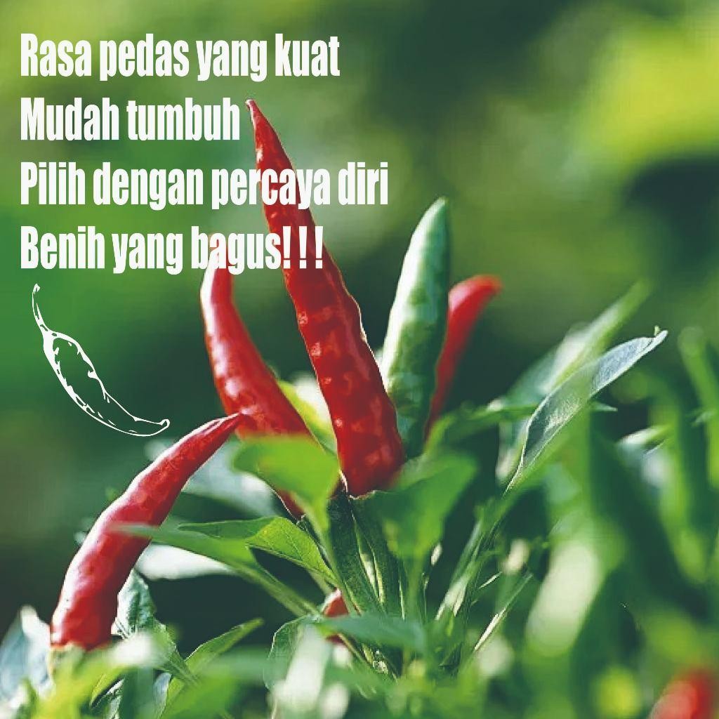 3 Packs Benih Cabe Rawit Bibit Sayuran Unggul Benih Cabe Rawit Hijau Bibit Cabe Rawit Hijau
