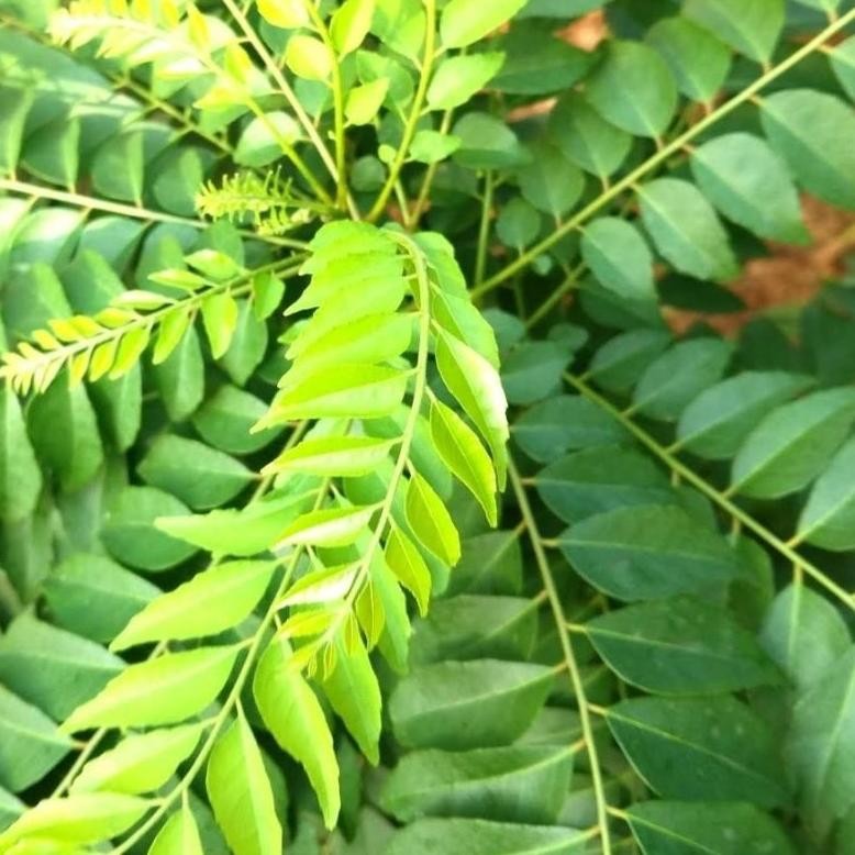 

Daun Kari Salam Koja Segar 15 Tangkai