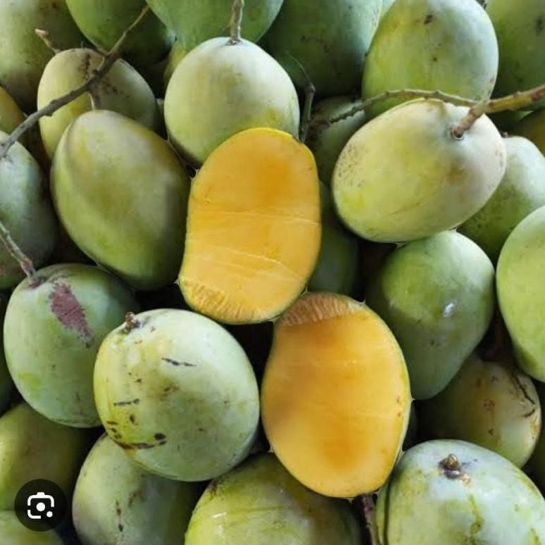 

Inovatif Ready Mangga Dermayu/ Mangga Kopek/ Mangga Cengkir 1Kg Dikirim Mentah