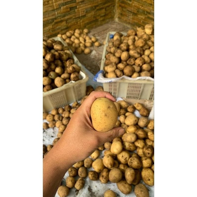 

Special Kentang Super Segar Dieng Ukuran (Sedang 1Kg)