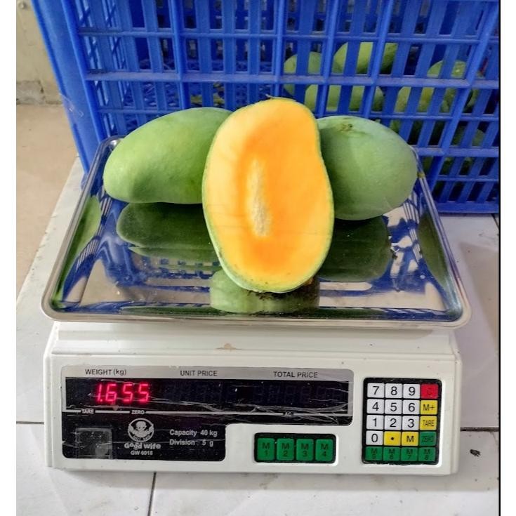 

Inovasi Mangga Harum Manis Mangga Gadung 1Kg Ukuran Bisa Request