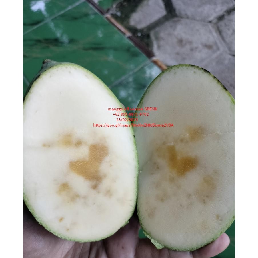 

Berkualitas Tinggi Mangga Manalagi/ Madu 1Kg Isi 3,4,5,6 Bisa Reques Kondisi Tua