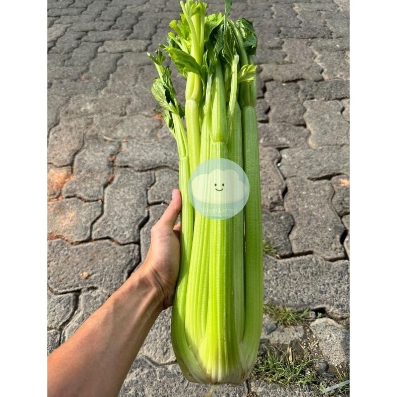 

Berkualitas Celery Stick Seledri Stik Impor Per Kg