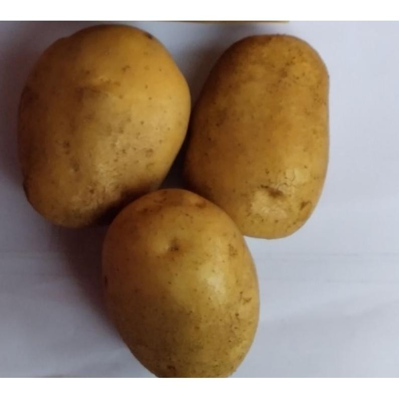 

Bisa Disesuaikan Kentang Besar Jumbo Super[ Juragan Lokal ] 1 Kg