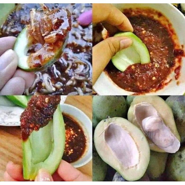 

Terpopuler Buah Mangga Muda Mangga Rujak Mangga Asinan Garing 1Kg