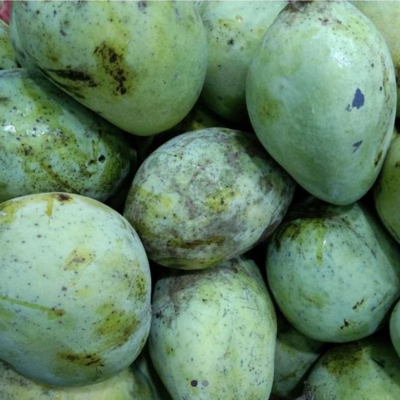 

Trending Mangga Indramayu Rujak Segar 1Kg