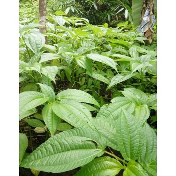 

Special Price Daun Pohpohan Fresh Daun Poh Pohan Lalapan Sehat