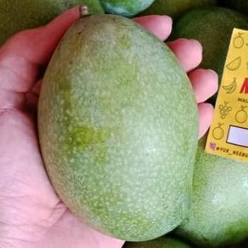 

Bisa Diandalkan Mangga Manalagi Manis 1 Kg