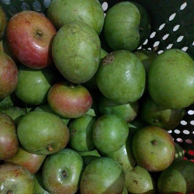 

Pilihan Tepat Mangga Muda Apel Fresh