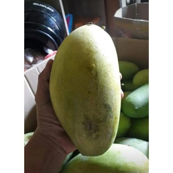 

Praktis Buah Mangga Golek/Mangga Rujak 1 Kg
