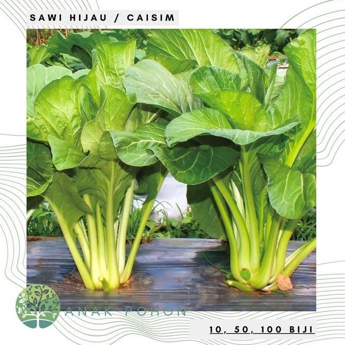 Benih Bibit Biji - Sawi Hijau Manis Puteri / Sawi Bakso / Caisim murah