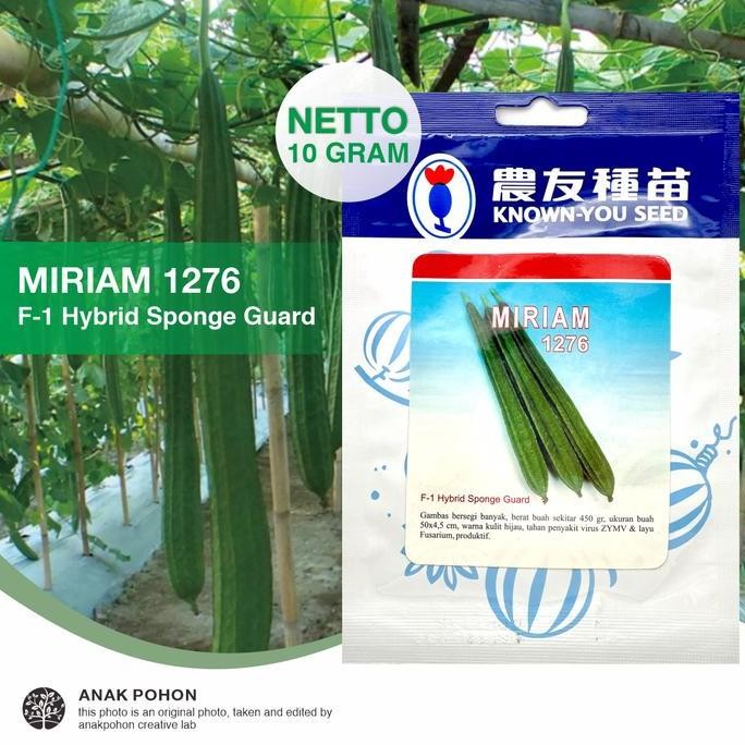 (1 PACK) Benih Gambas MIRIAM 1276 Oyong Hibrida F1 Seeds - KYS - 10 GR murah