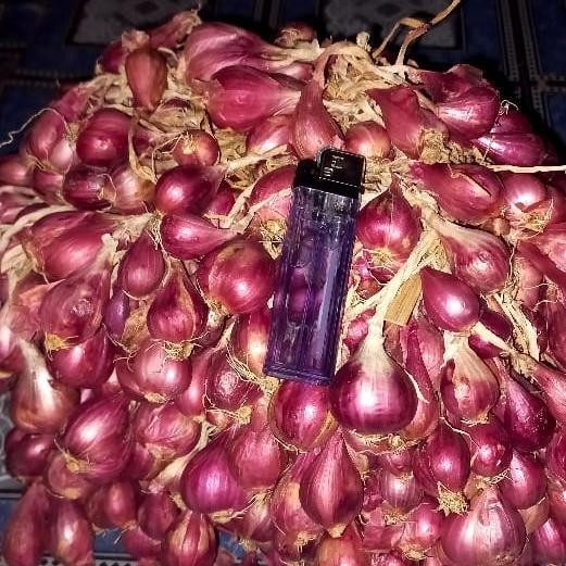 1kg Bibit bawang merah brebes Promo