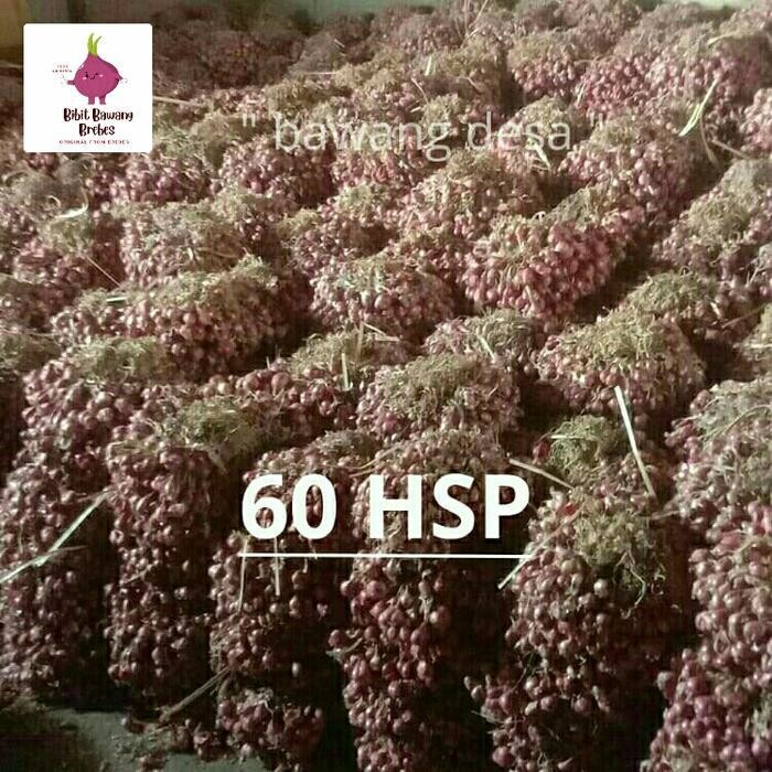 bibit bawang merah asli brebes siap tanam 1kg Promo