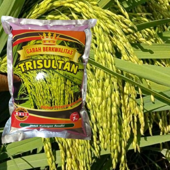 Benih Padi Trisultan Bibit padi tri sultan baru Diskon