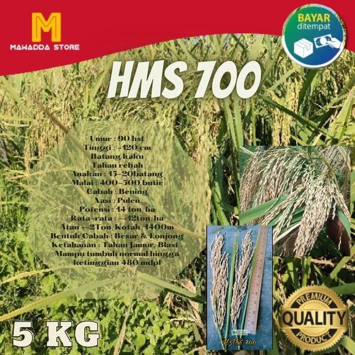 Bibit Padi Unggul HMS 700 5KG Diskon