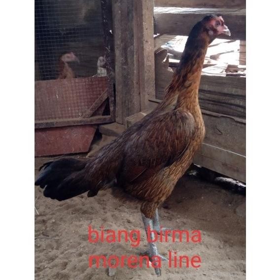 

TELUR VERTIL AYAM BIRMA MORENA LINE/TELUR UNTUK DITETASKAN