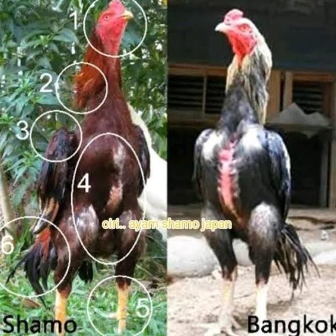 

TELUR VERTIL AYAM SHAMO F1
