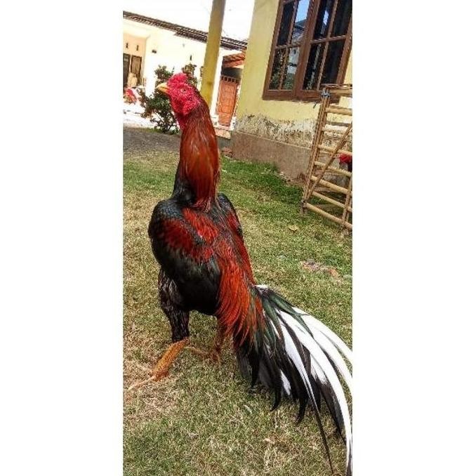 

TELUR VERTIL AYAM BANGKOK FI PILIHAN