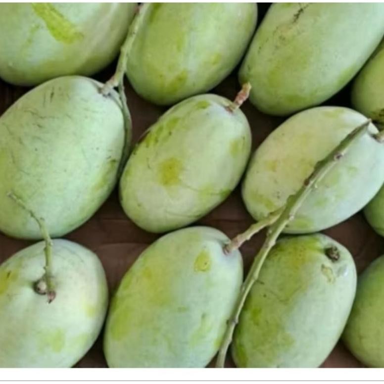 

Buktikan Mangga Muda 1 Kg