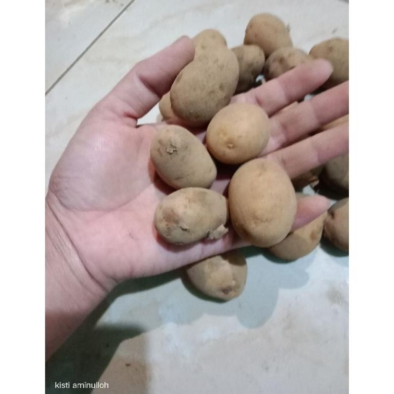 

Terbaru Kentang Kecil 1Kg/Kentang Siomay