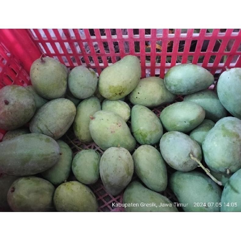 

Terbaru Mangga Gadung/Harum Manis Kondisi Muda Mentah / Fresh 1Kg Isi 2-3- 4 Bisa Request
