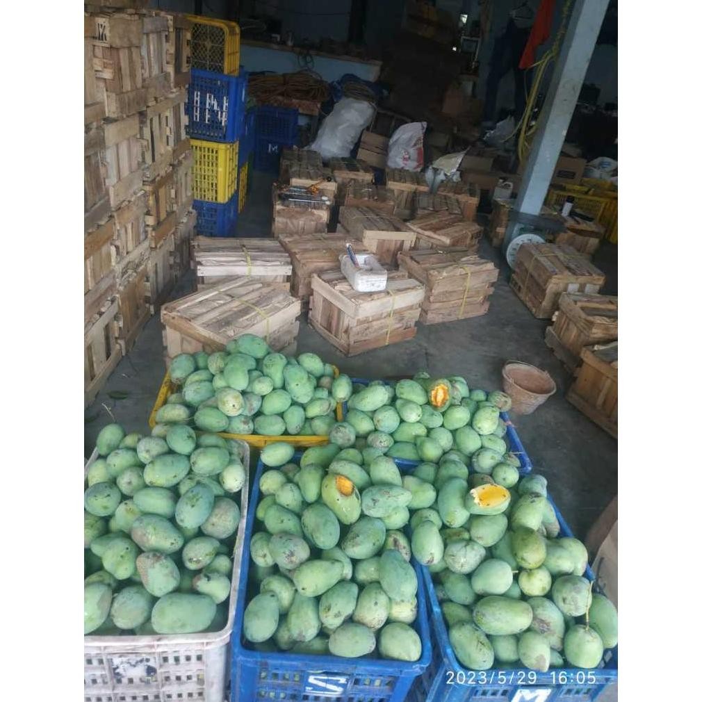 

Harga Terjangkau Mangga Madu Klanceng/ Madu Krompol 1G Isi 4-5-6