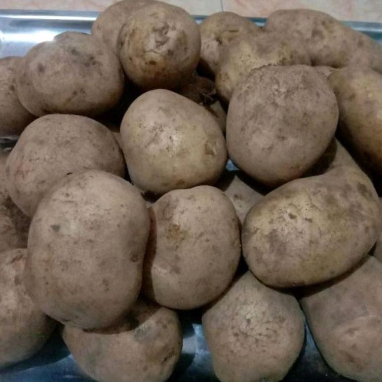 

Solusi Kentang Dieng Segar 500 Gr