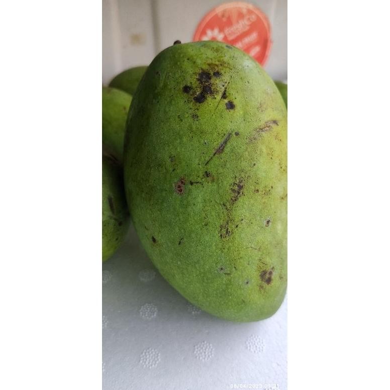 

Rekomendasi Pencit Mangga Muda Fresh