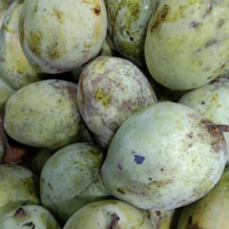 

Terbaru Mangga Indramayu Rujak Segar 1Kg