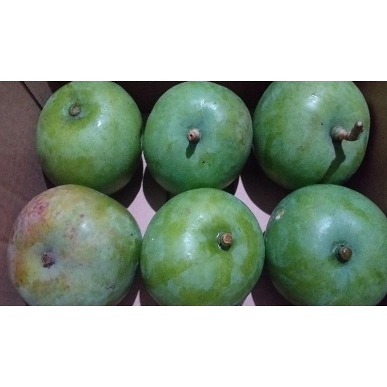 

Terbatas Mangga Apel 1 Kg/Mangga Rujak
