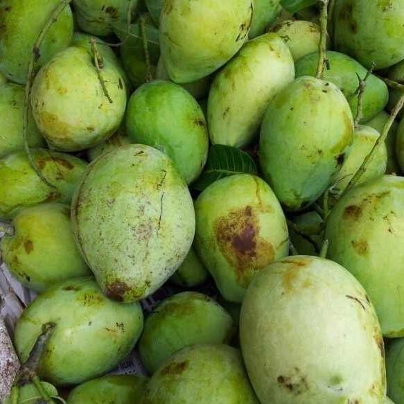

Mudah Mangga Indramayu Fresh 1 Kg