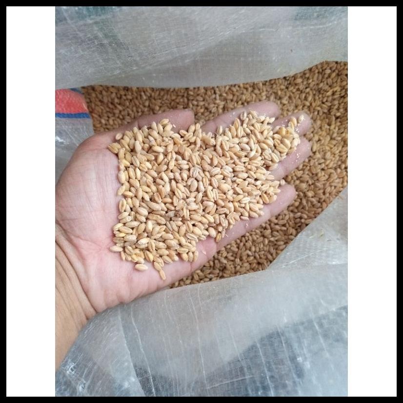 

BIJI GANDUM UTUH REPACK 1 KG.