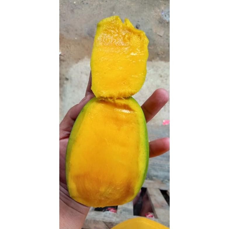 

Aman Terbaik Buah Mangga Kueni Berat 1 Kg, Pengiriman Medan