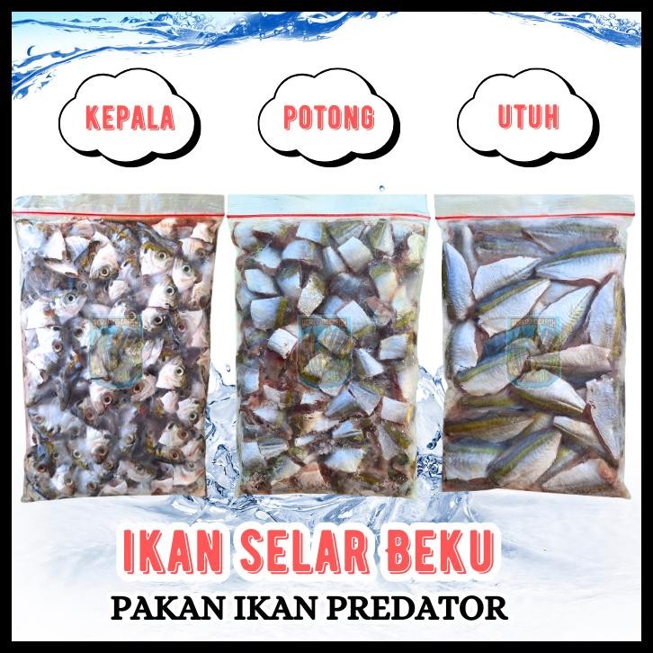 IKAN SELAR BEKU SEGAR PAKAN IKAN PREDATOR BESAR JUMBO LEMPENG 500GR IKAN SELAR SEGAR