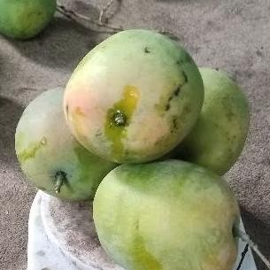 

Premium Terbaik Mangga To Termanis Murah Per 1Kg Dkirim Mentah
