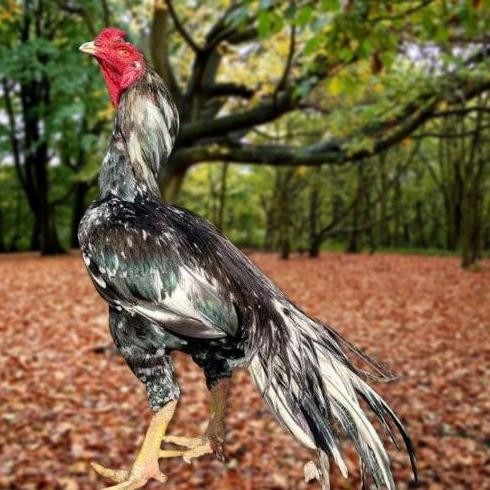 

TELUR AYAM PAKHOY TRAH PITT BULL VERTIL SIAP DI TETASKAN JAMINAN SUPER OIGINAL BERGARANSI