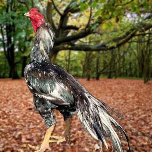 

TELUR AYAM PAKHOY TRAH PITT BULL VERTIL SIAP DI TETASKAN JAMINAN SUPER OIGINAL BERGARANSI