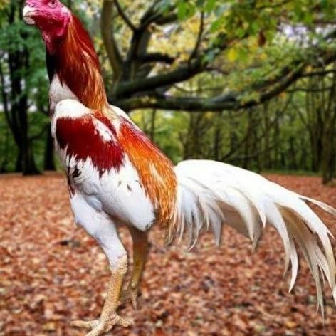 

TELUR AYAM PAKHOY BANGKOK VERTIL SIAP DI TETASKAN JAMINAN SUPER OIGINAL BERGARANSI