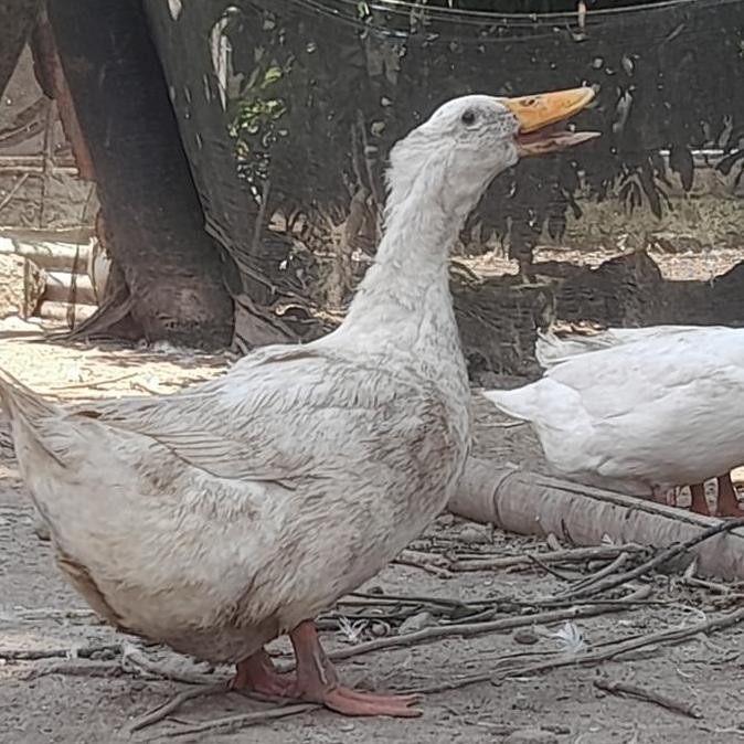 

TELUR BEBEK PEKING VERTIL