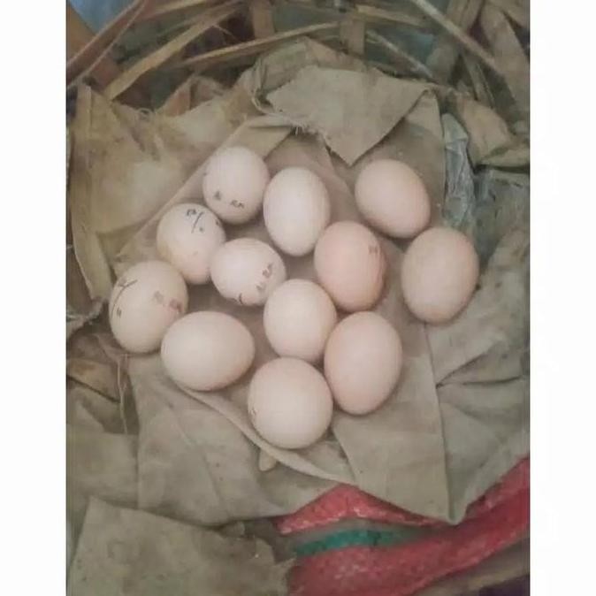 

TELUR AYAM HUTAN HIJAU ORI ASLI MURAH VERTIL