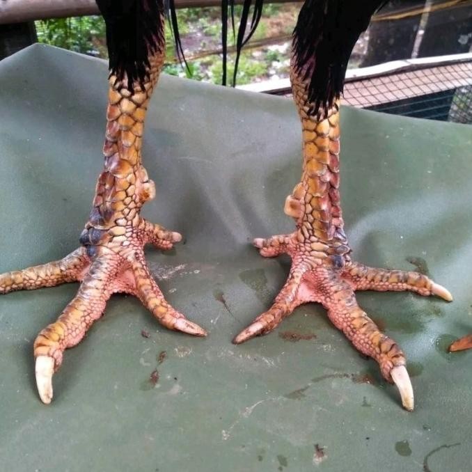 

TELUR AYAM PAKHOY SUPER VERTIL SIAP DI TETASKAN JAMINAN SUPER OIGINAL BERGARANSI