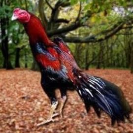 

TELUR AYAM PAKHOY JUMBO VERTIL SIAP DI TETASKAN JAMINAN SUPER OIGINAL BERGARANSI ASLI
