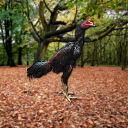 

TELUR AYAM PAKHOY JUMBO VERTIL SIAP DI TETASKAN JAMINAN SUPER OIGINAL BERGARANSI VALID