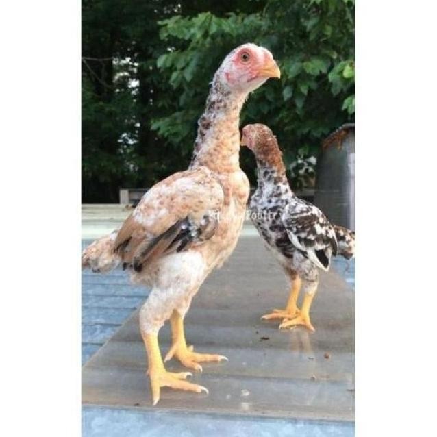 

TELUR VERTIL AYAM JAWA RAKSASA||SIAP TETAS