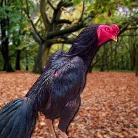 

TELUR AYAM PAKHOY LINE MANE VERTIL SIAP DI TETASKAN JAMINAN SUPER OIGINAL BERGARANSI