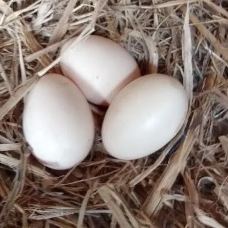 

TELUR AYAM PAKHOY ORI THAILAND VERTIL SIAP DI TETASKAN JAMINAN SUUPER OIGINAL BERGARANSI